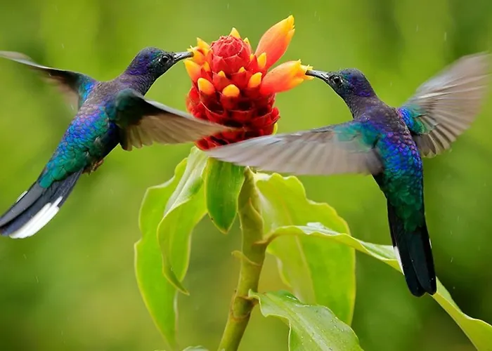 Casa Kolibri Torrevieja